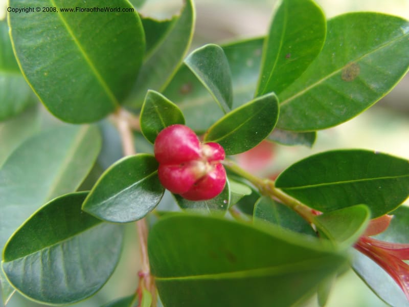 Syzygium guineense ssp. barotsiensis--Kenya. Limuru. Garden of Sue Brown. 10 July 04. 087.jpg