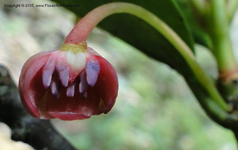 Illicium, Regalado 1787--Viet Nam. Ban Khoang Commune. 4 May 2011. 278 (3).jpg