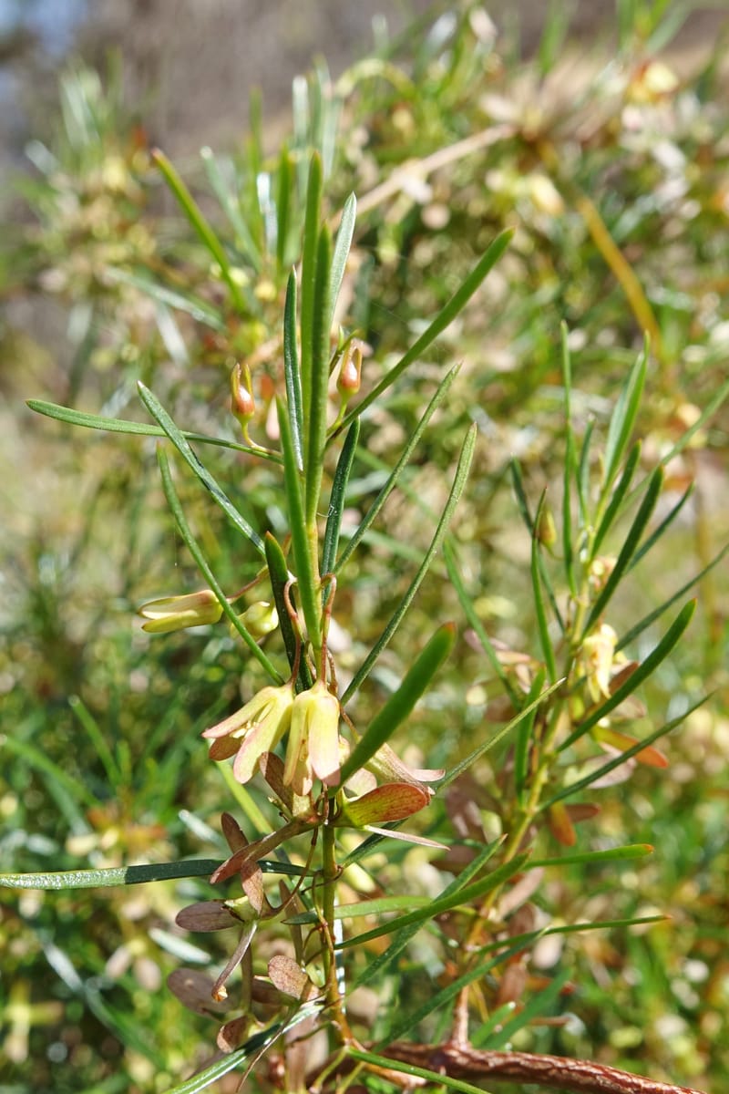 Aphanopetalum clematideum, Davidson, C 13444--Australia. W.A. Geraldton. Chapman River. 25 Oct 2016.  (95).JPG