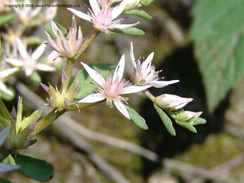 Sedum stoloniferum--Georgia. Lagodekhi  Forest Reserve. 11 Jun 05. 177.jpg