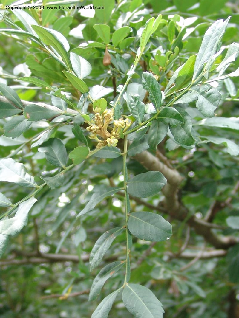 Hippobromus pauciflora--So. Africa. Lowveld Nat. Bot. Gard. 14 Mch 05. 512.jpg