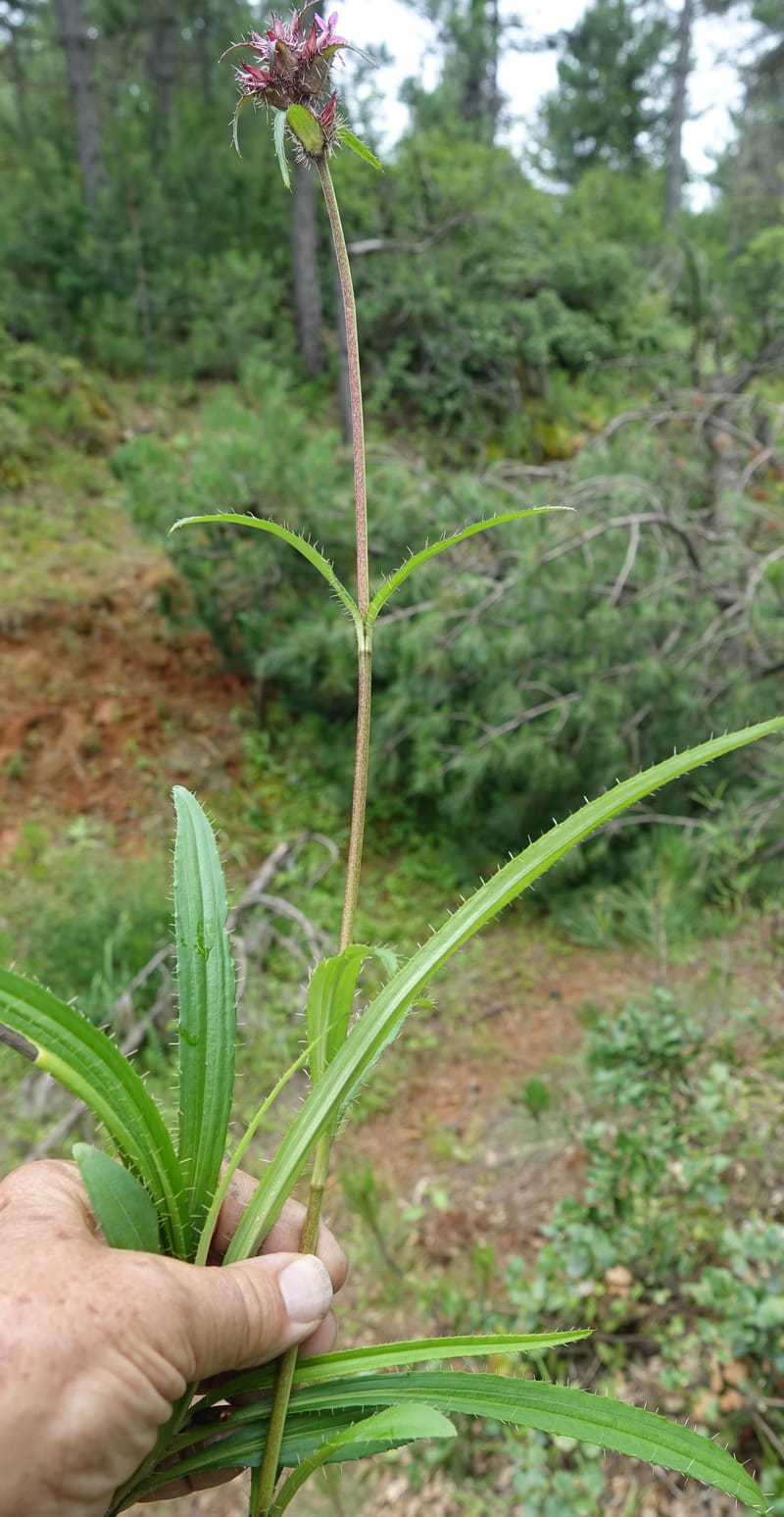 Acanthocalyx delavayi, C. Davidson 13737--China. Yunnan. Zhongdian Xian. 9 Aug 2017. DSC03874 (148).JPG