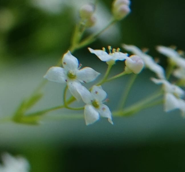 Galium asperrimum, C. Davidson 14086--ID. Valley Co. Lick Creek Rd. 4 Aug 2020. DSC06325 (17).JPG