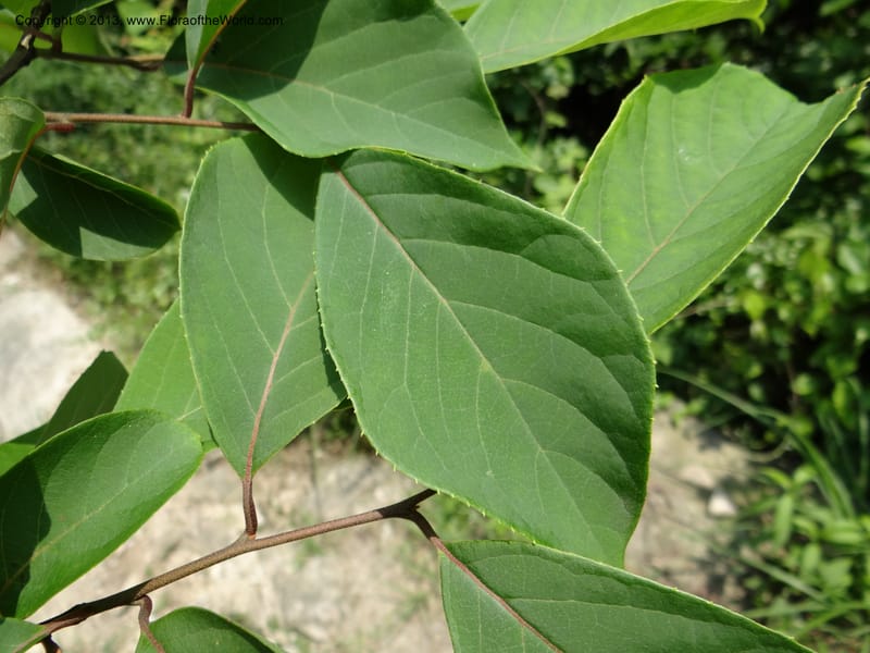 Pterostyrax corymbosus, Li Pan 1205274--China. Zhejiang Prov. Shunxi Village. 28 May 2012. DSC00347 (178).JPG