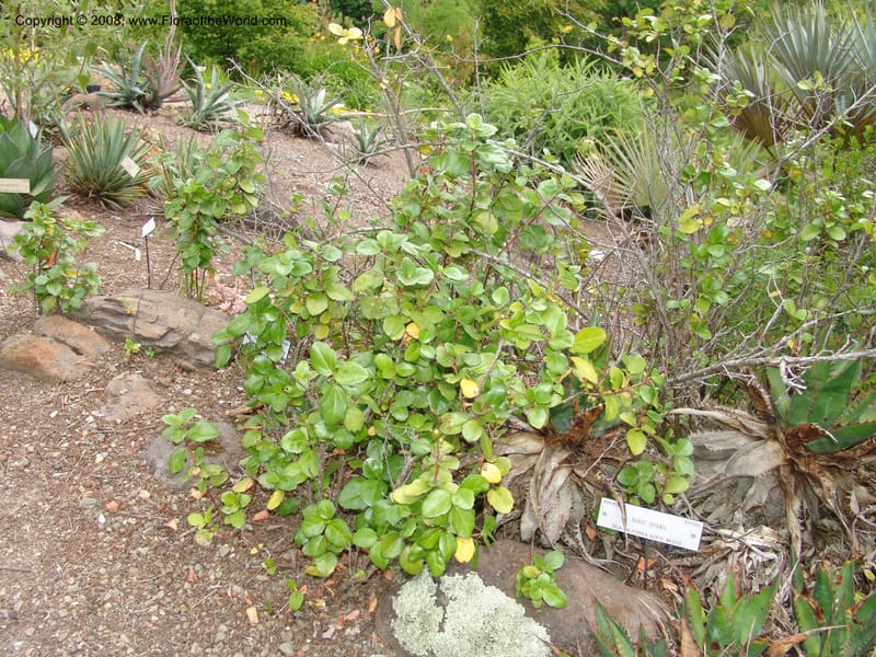 Rubus viburnifolium, 92.0945--CA. UC Berkeley Bot. Garden. 31 May 07. 359.jpg