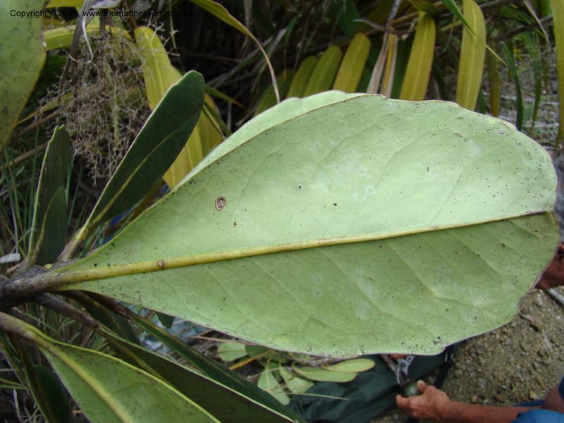 Strasburgeria robusta, Munzinger, J 4877--New Caledonia,  Dzumac, 20 Nov 2007, 28 (5).jpg