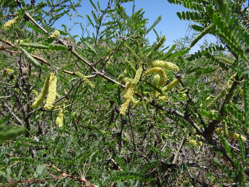 Prosopis glandulosa, Davidson, C 11938--AZ. Yavapai Co. Crown King Rd. 7 May 2012. DSC0894 1 (26).JPG