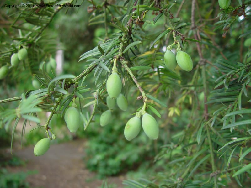 Cephalotaxus drupacea--France. Paris. Jardin du Plantes. No. 3. 30 May 03. 016.jpg