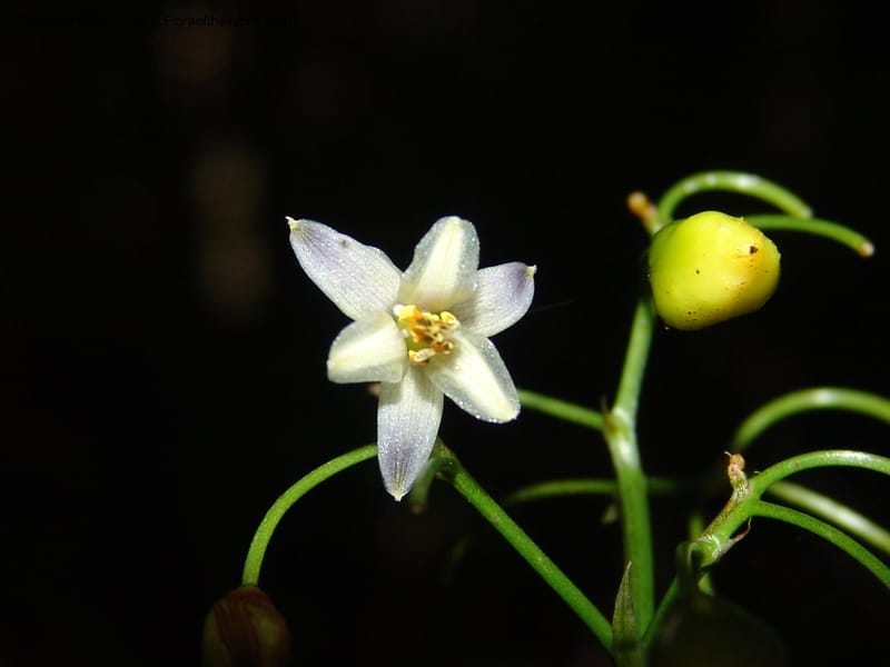 Dianella ensifolia, ROR1594--Madag. Parc Nat. Montagne d'Ambre.  Nov 06. 420.jpg