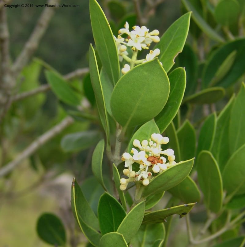 Olea capensis ssp enerve--So.Africa. E. Cape. Umtamvuna Nat. Res. 11 Mch 05. 268a.jpg