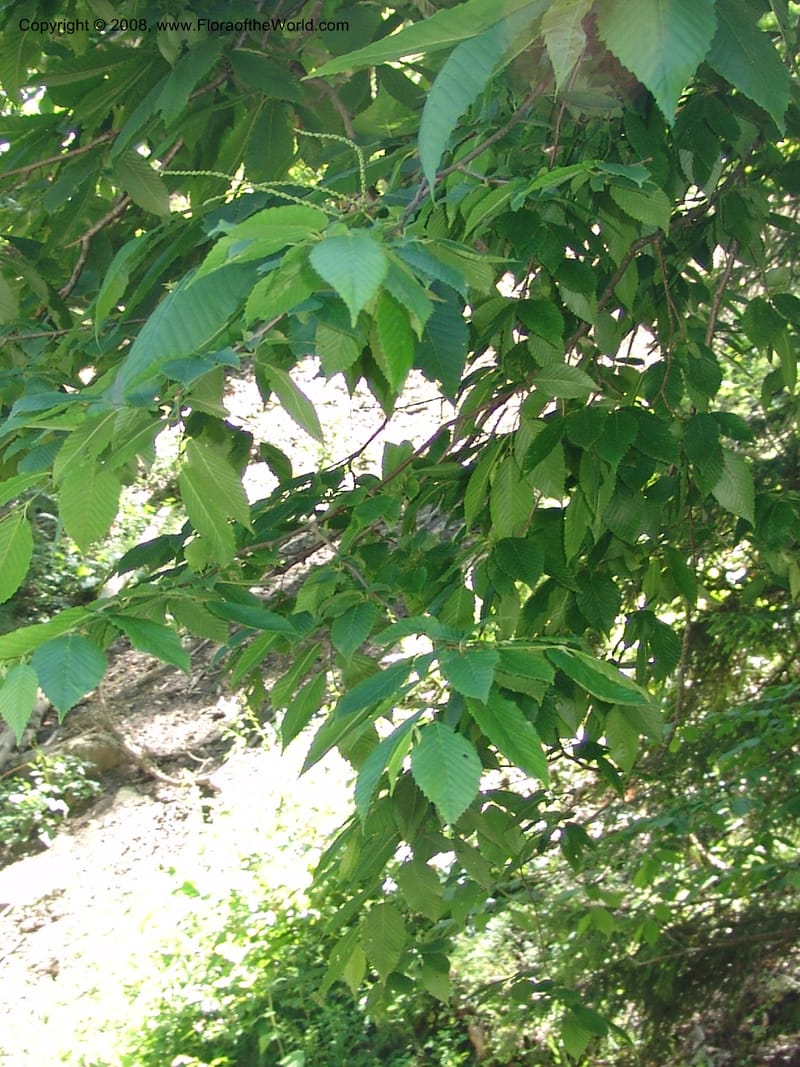 Leafy branches with young catkins over a slope