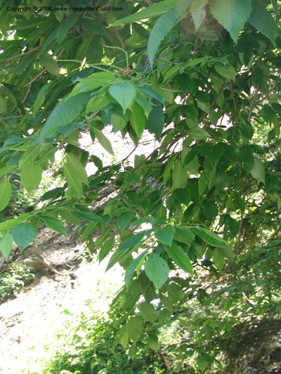 Leafy branches with young catkins over a slope