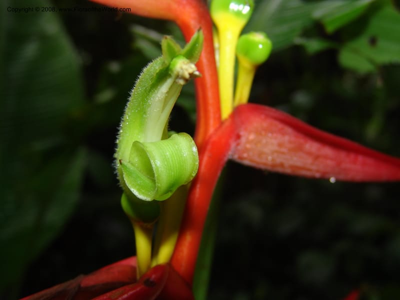 Heliconia aemygdiana v. transandina, Croat94411--Ecuador. Prov. Pichincha. Res. Guaycuyacu. 11 Feb 05. 006.jpg