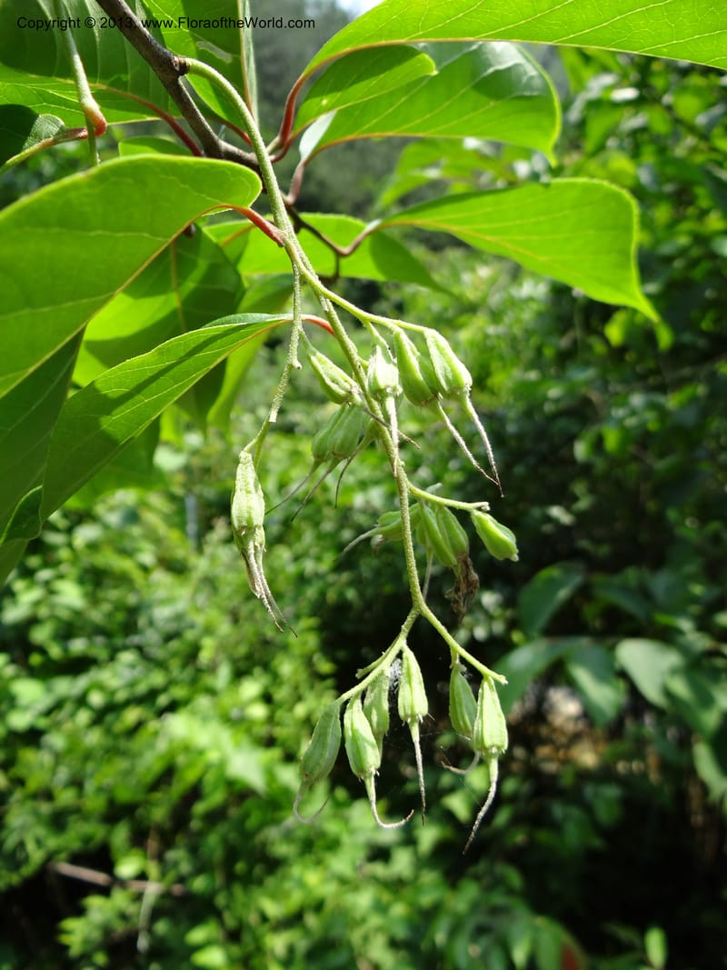 Pterostyrax corymbosus, Li Pan 1205274--China. Zhejiang Prov. Shunxi Village. 28 May 2012. DSC00347 (174).JPG