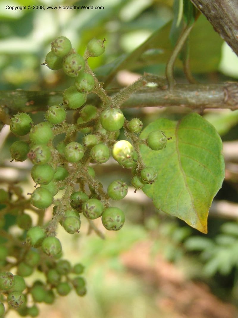 Maesa lanceolata--So.Africa. Mpumal. Buffelskloof Private Nat. Res. 17 Mch 05. 017.jpg