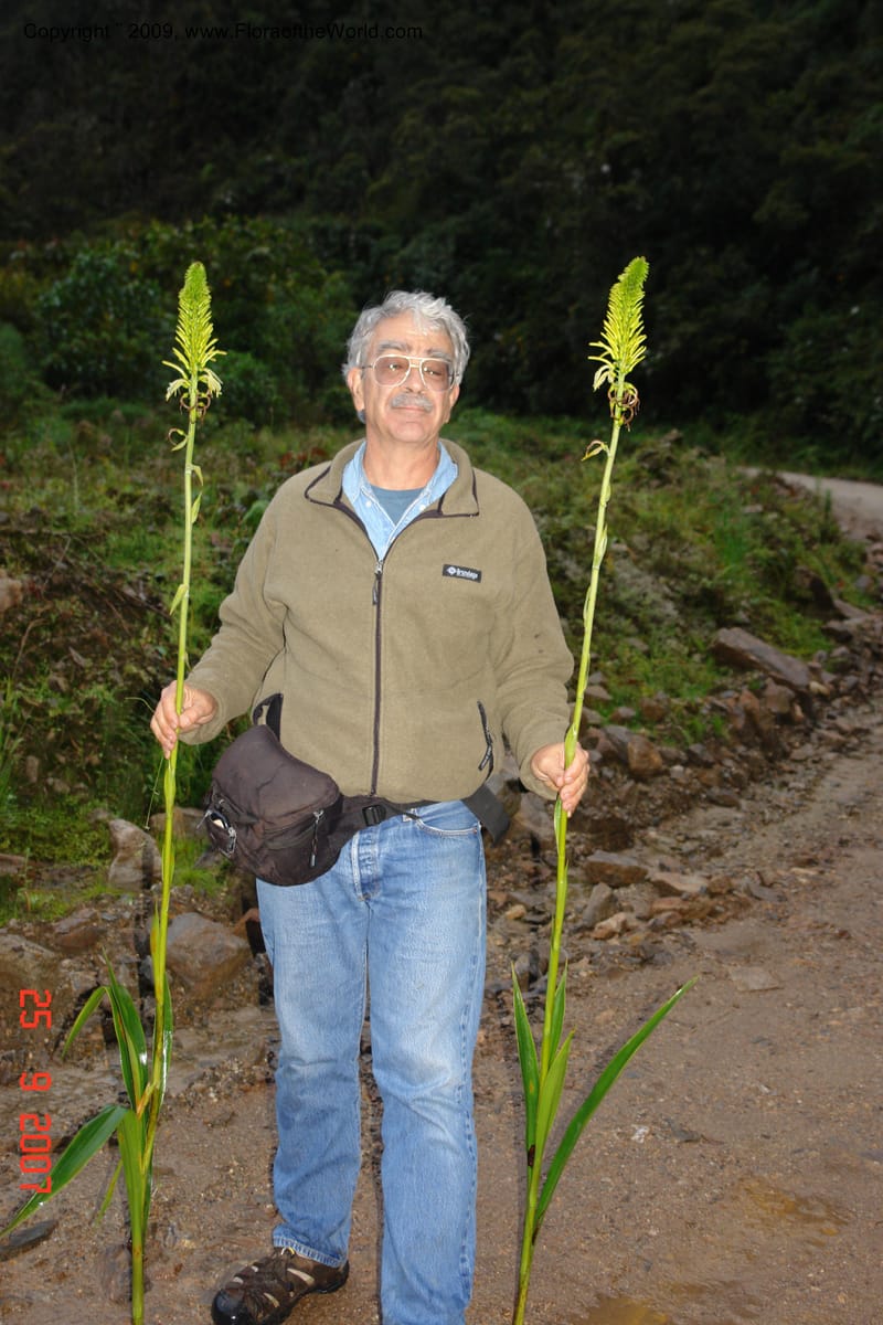 Pitcairnia, D. Neill 16020--Ecuador.Prov.ZamoraC.ResTapichalaca-roadside 25 Sep 2007 078 (2).jpg