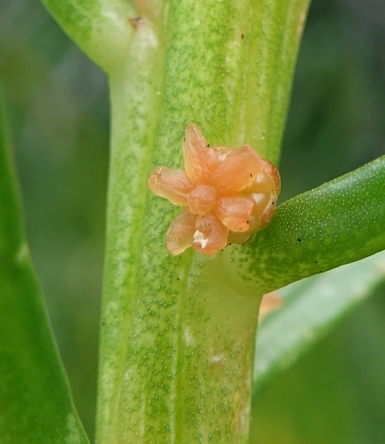 Gyrostemon sheathii, Davidson, C 13516--Australia. W.A. Torndirrup N.P. Frenchman Bay Rd. 30 Oct 2016. DSC06898 (46).JPG