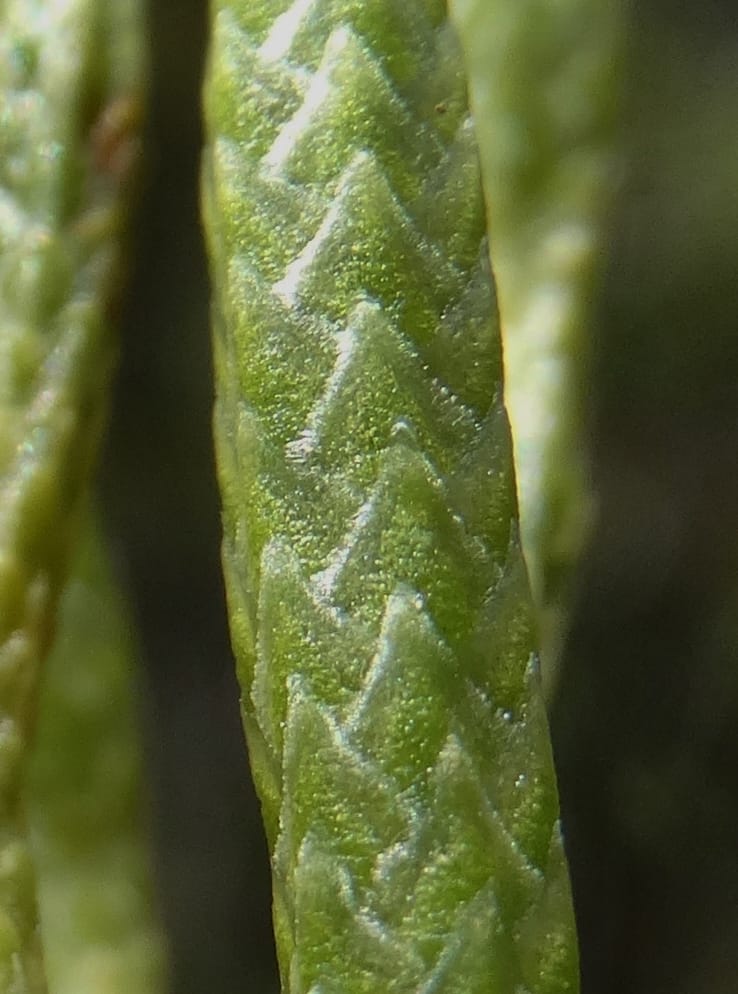 Lycopodiella, Munzinger, J 7414--New Caledonia. Mont Dzumac. 12 Nov 2015. DSC01563 (59).JPG