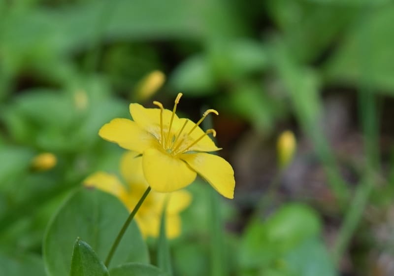 Lysimachia nemorum, Davidson, C 13258--Switzerland. Oberwald. Chapel St. Nikolas. 2 Jul 2016. DSC07728 (538).JPG