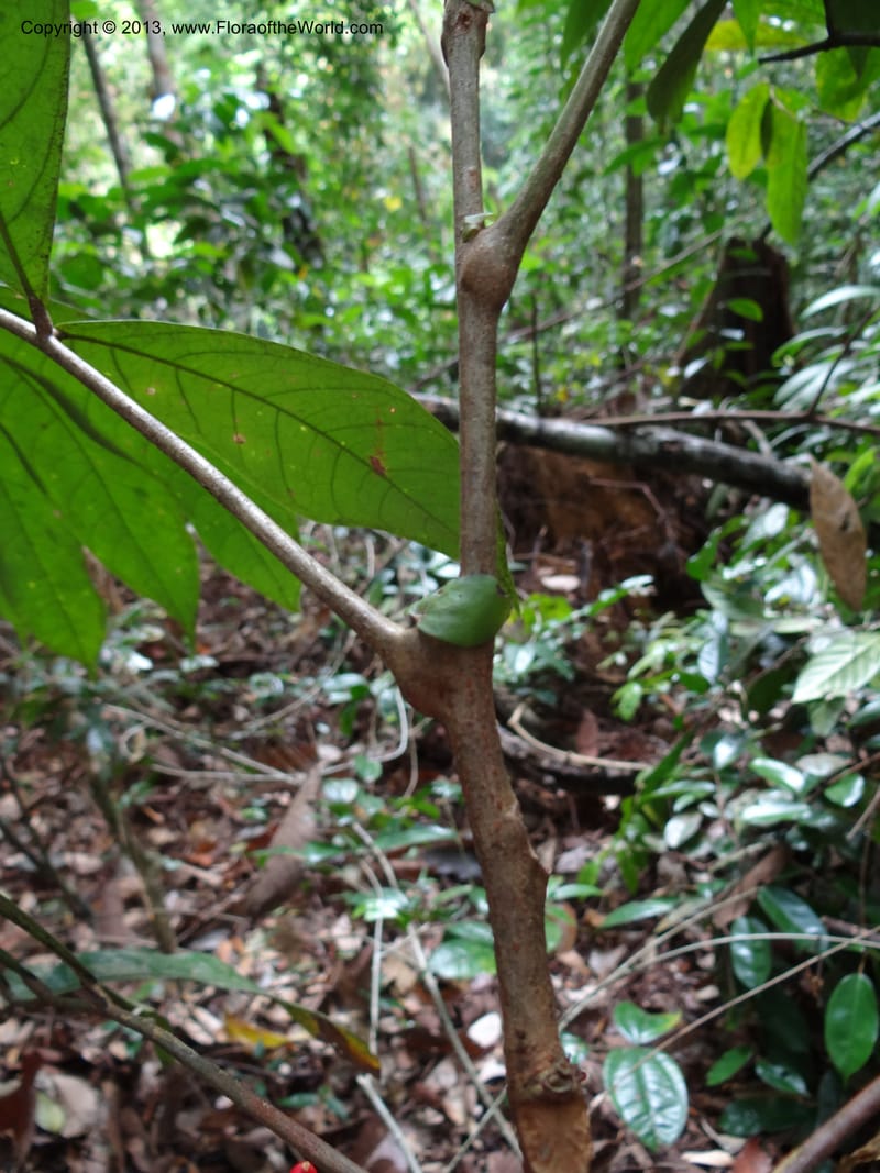 Lepisanthes, Buerki 339--Malaysia, Sabah. Kebun Cina. 12 Apr 2012. DSC08489 (10).JPG