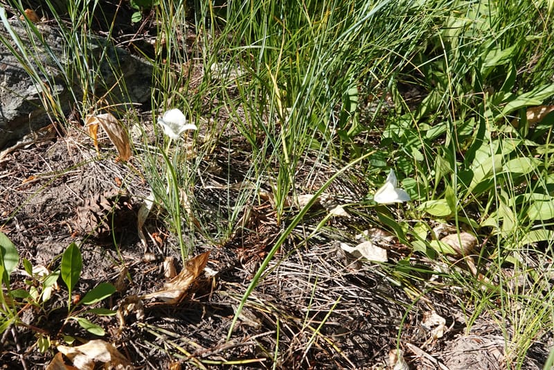 Calochortus apiculatus, C. Davidson 13820--ID. Benewah Co. Reed's Gulch Rd. FR 550. 8 Jul 2018. DSC05956 (288).JPG