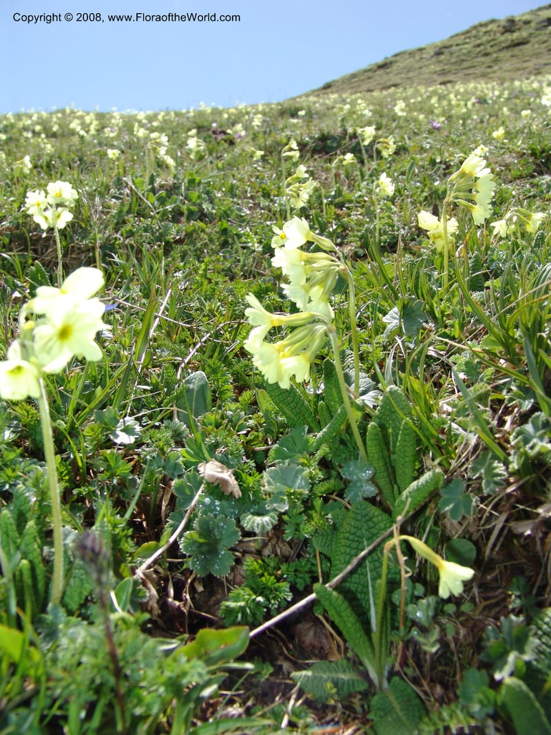 Primula ruprechtii--Georgia. Vic. of Tskhrats'karo Pass. 7 Jun 05. 015.jpg