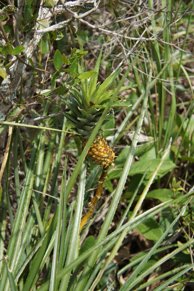 Ananas ananassoides, Stevens,  W. D 31039, Cerro Cora, 15 Mar 2011 4335.JPG