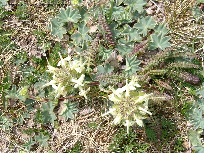 Pedicularis armena--Georgia. Vic. of Tskhrats'karo Pass. 7 Jun 05. 156.jpg