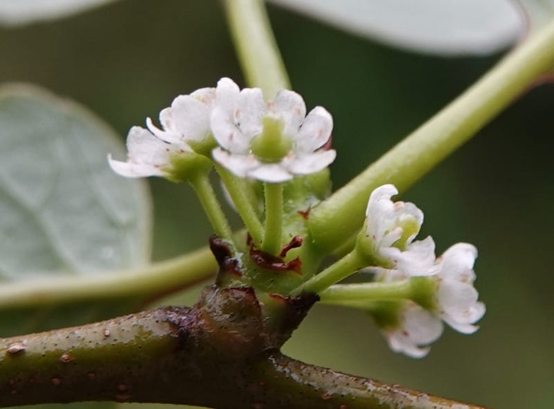 Ilex polyneura, D. Boufford 44125--China. Yunnan. Da Wei Shan. 2 May 2018. DSC01093 (338).JPG