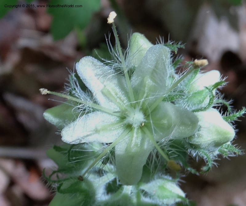 Hydrophyllum macrophyllum, Davidson, C 13025--North Carolina. Haywood Co. Pigeon R. 16 May 2015. DSC05923 (79).JPG