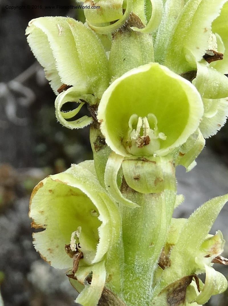 Altensteinia virescens, Ulloa, C 2470--Ecuador. Res. Yanacocha. 21 Apr 2015. DSC02117 (62).JPG