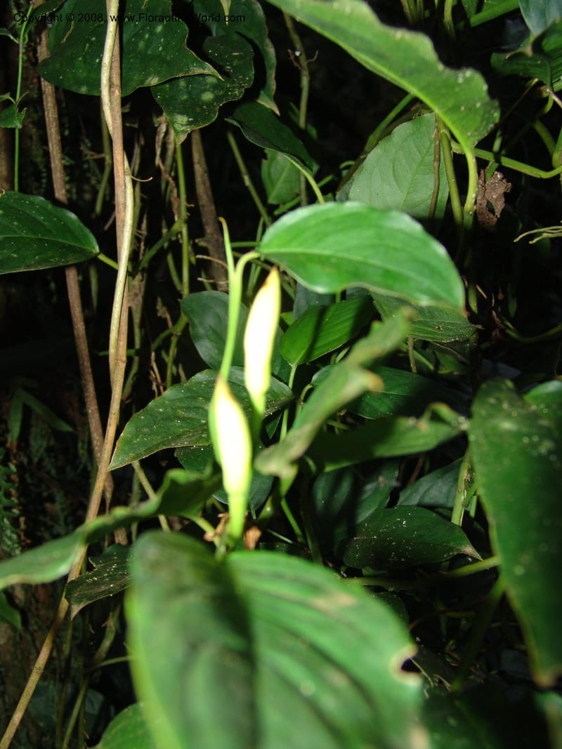 Culcasia falcifolia--Kenya. Brooks Bond Tea Estate, Kericho. 8 Jul 04. 133.jpg