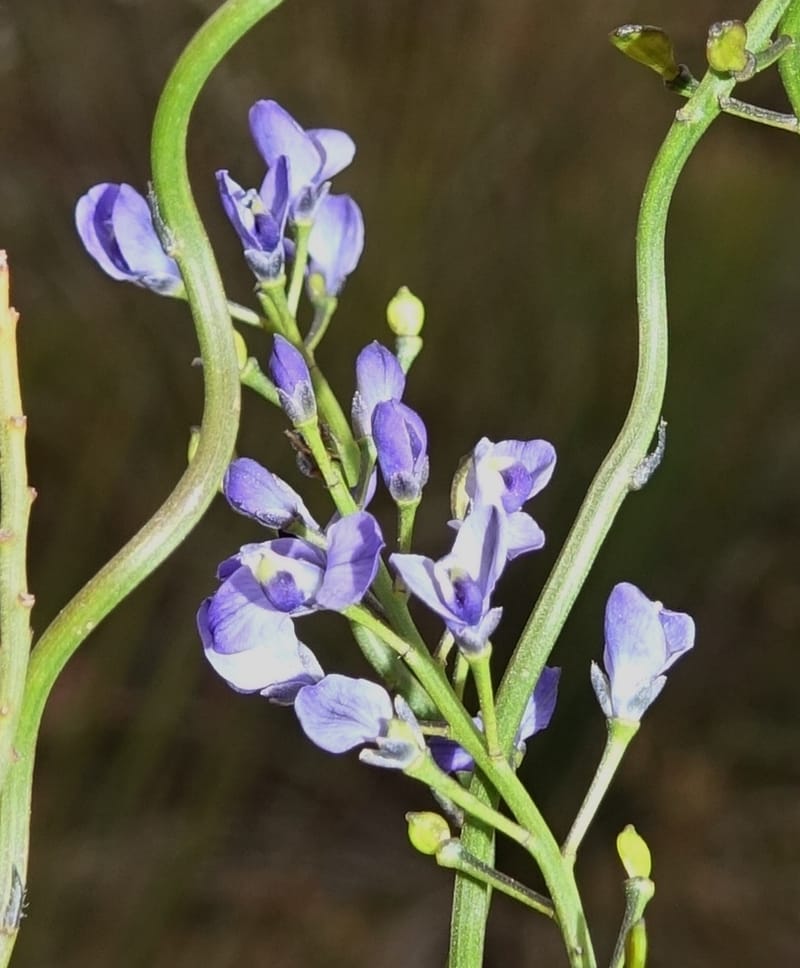Comesperma volubile, Gray, B 9749--Australia. W. A. S of Sterling Range Rd. on Red Gum Pass Rd. 30 Oct 2016. DSC06952 (26).JPG