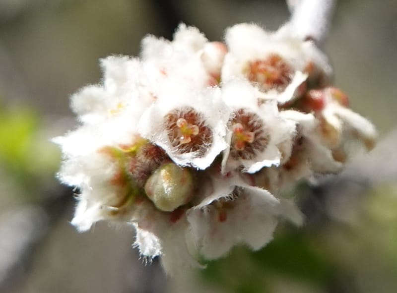 Rhus microphylla, C. Davidson 13990--AZ. Cochise Co. Hwy 80 SE of Tombstone. 9 April 2019. DSC07192 (3).JPG