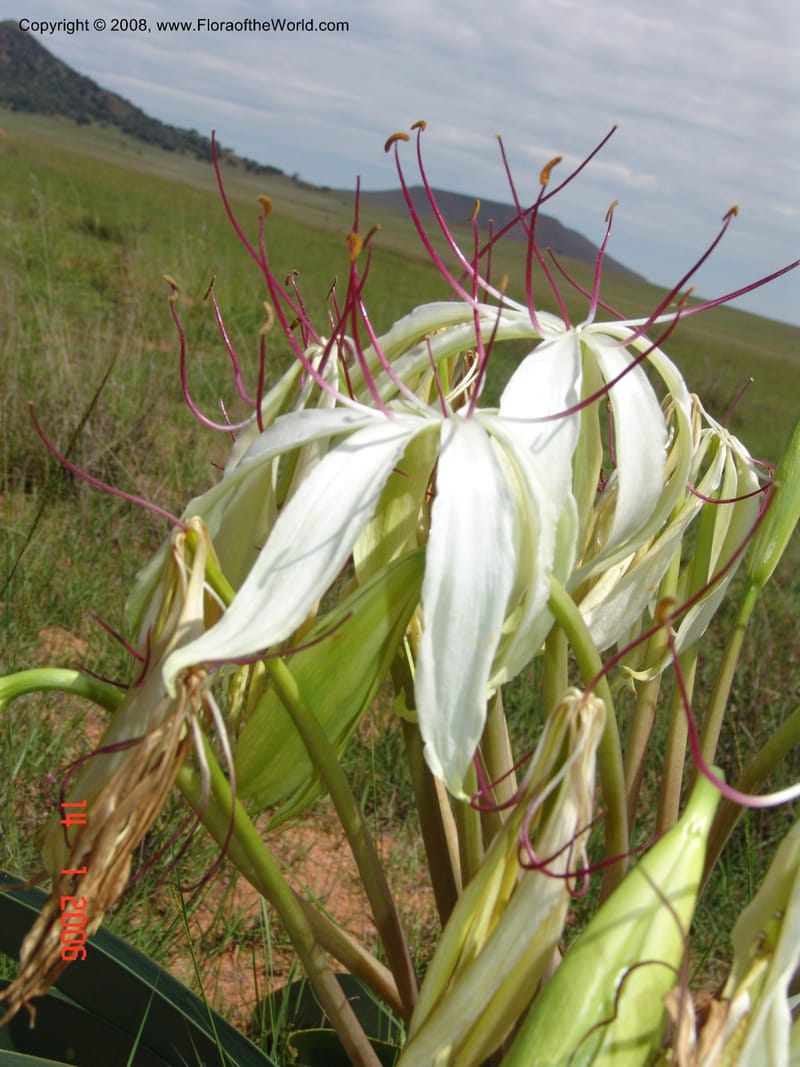 Crinum, not coll.--Madag. Prov. Fianar. 5 km SW of Ilakaka. 14 Jan 06. 007.jpg