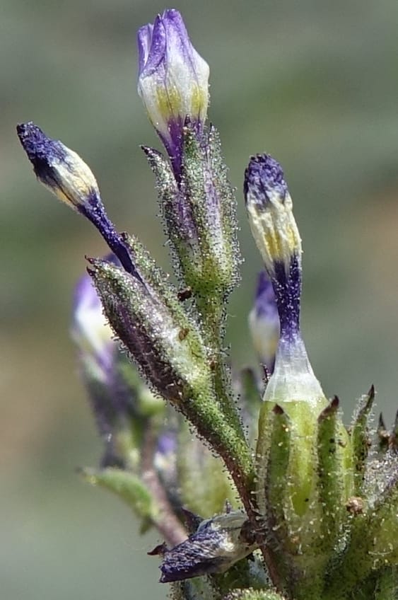 Gilia brecciarum, C. Davidson 13565--ID. Blaine Co. Rock Creek Preserve. TNC. 14 May 2017. DSC00477 (101).JPG