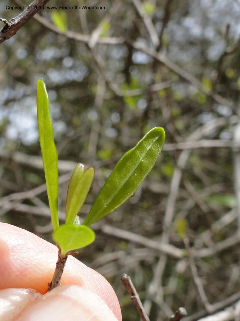 Forestiera segregata--Florida. Marie Selby Gardens, Sarasota. 16 March 2010. 193 (10).jpg