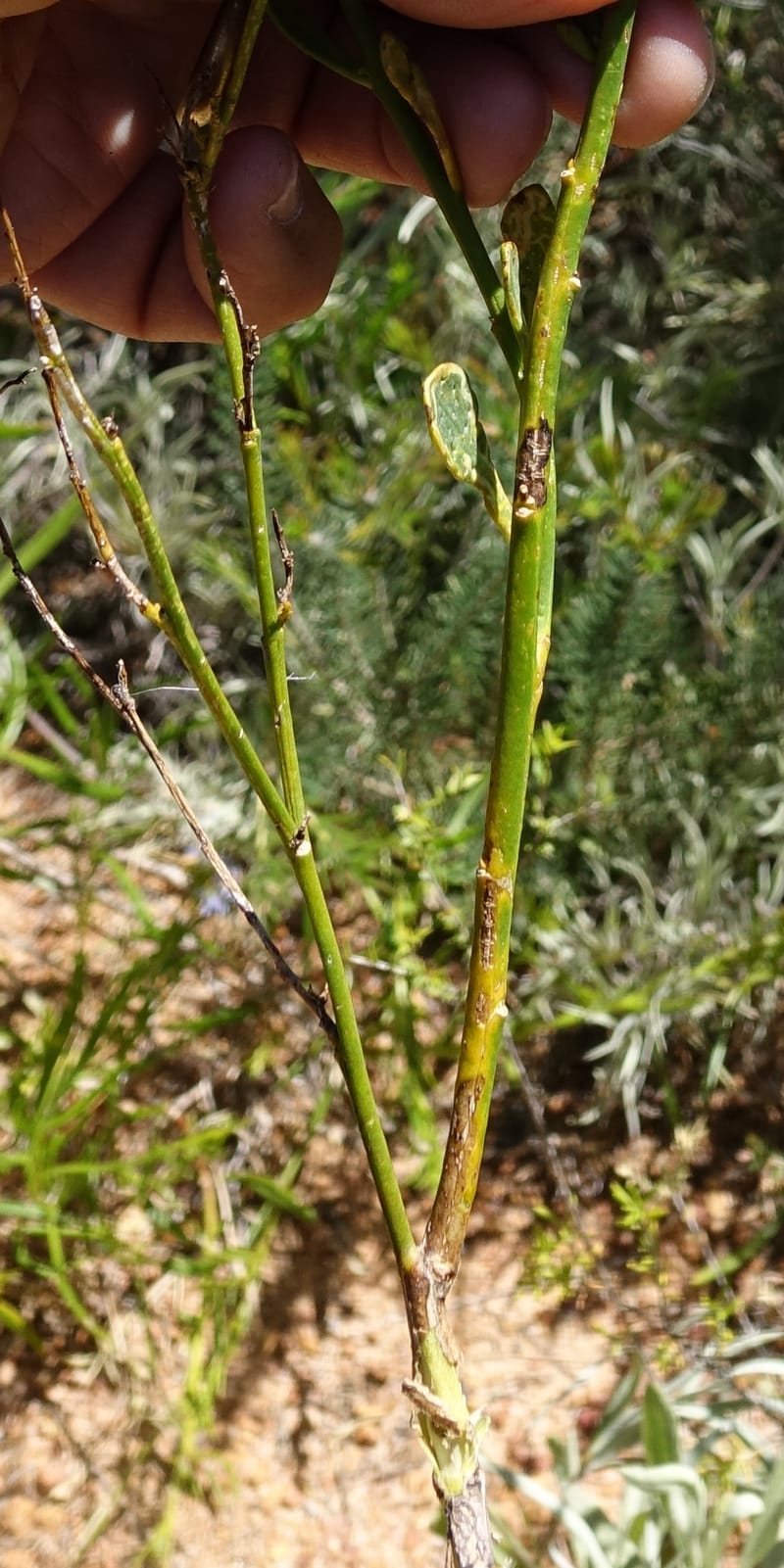 Anthocercis littorea, Davidson, C 13435--Australia. W. A. Green Head-Coorow Rd. Stop 3. 24 Oct 2016. DSC05134 (44).JPG