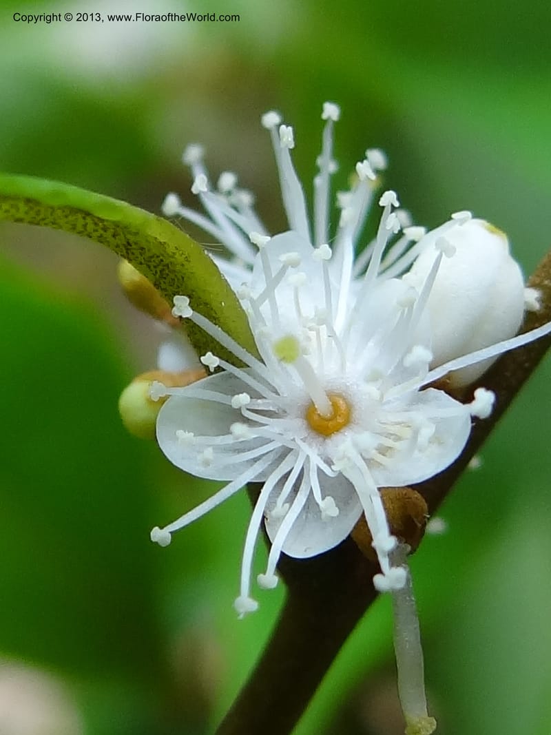 Symplocos, S.98876--Malaysia, Sarawak. Kubah Nat. Park. 28 Mar 2012. DSC05973 (144).JPG