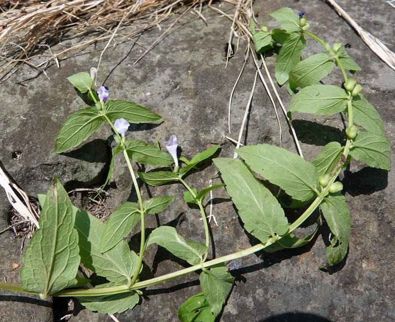 Scutellaria galericulata, C. Davidson 13882--ID. Fremont Co. Henry's Fork River. Box Canyon. 31 Jul 2018. DSC08304 (132).JPG