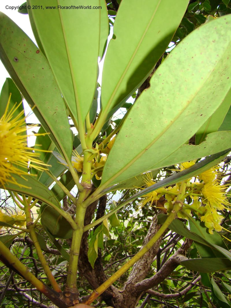 Carpolepis laurifolia, M. Callmander 831--New Caledonia. Mont Dzumac road. 23 Jan 2010.  001 (600).jpg
