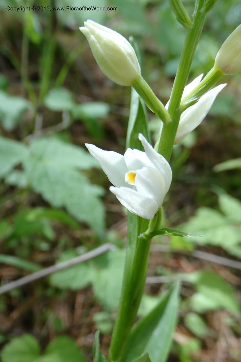 Cephalanthera longifolia, Boufford, D 43592--China. Sichuan. Tudiling Tunnel. 6 May 2014. DSC03860 (83).JPG