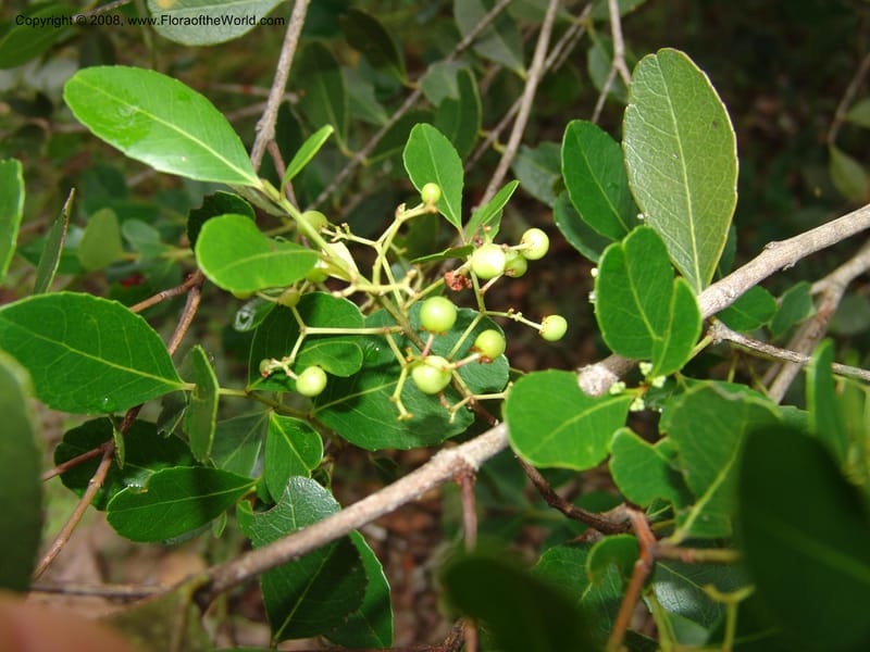 Cassine--So.Africa. E. Cape. Trappes Valley. 7 Mch 05. 073.jpg