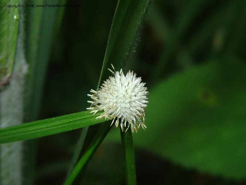 Cyperus, R.Gereua6842--Tanz. Mzelezi For. Res.  Mahenge-Sali. 15 Feb 06. 081.jpg