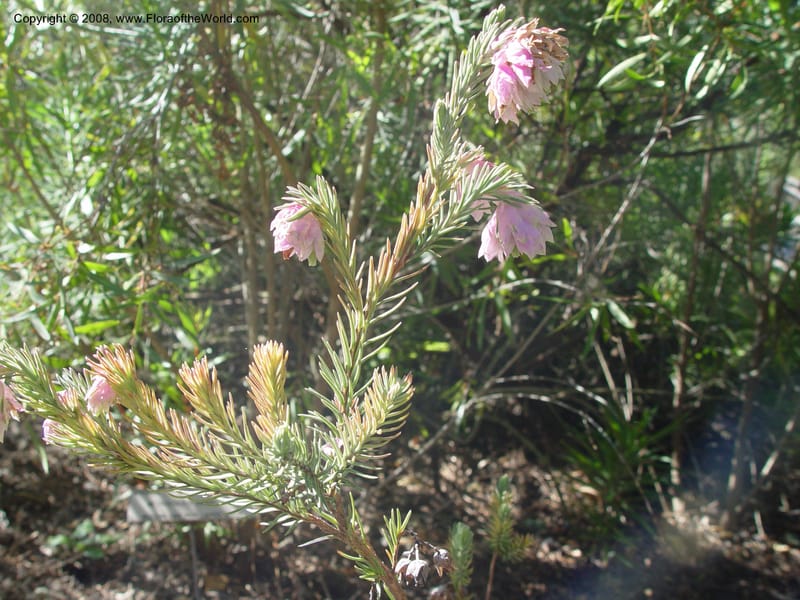 Erica glauca v. elegans, 96.0036--CA. UC Berkeley Bot. Gard. 9 Feb 04. 042.jpg