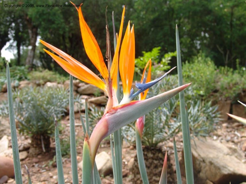 Strelitzia juncea--So. Africa. Lowveld Nat. Bot. Gard. 14 Mch 05. 253.jpg