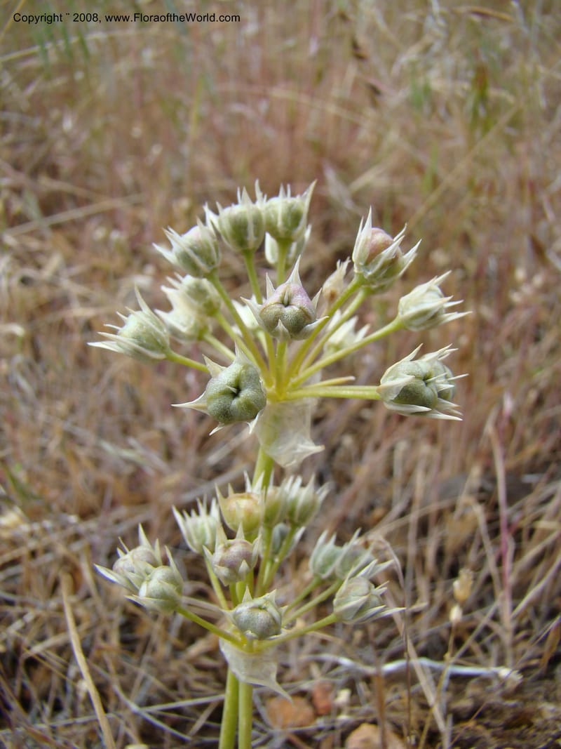 OR. Malheur Co. Leslie Gulch. 1 Jun 08. 210.jpg