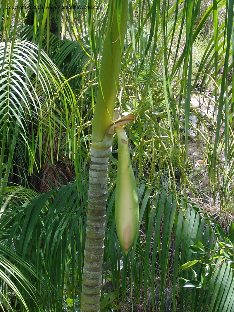 Dypsis, not coll.--Madag. Prov. Fianar. Parc Nat. Isalo. 12 Jan 06. 272.jpg
