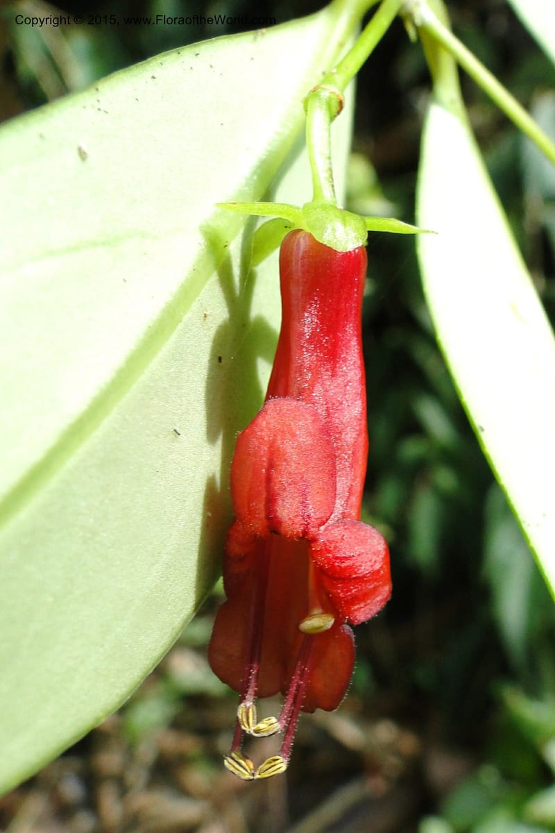 Aeschynanthus, Regalado 1870--Viet Nam. Thac Kazan waterfall. 10 May 2011. 266 (14).jpg