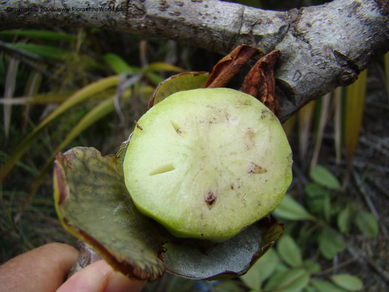 Strasburgeria robusta, JMunzinger4877--New Caledonia. Monts Dzumac. 20 Nov 07. 122.jpg